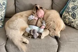 超有爱！1岁金毛化身“哥哥”照顾刚出生的婴儿图片
