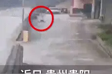妹妹学步车失控，哥哥脚踩滑板车冲过来……图片