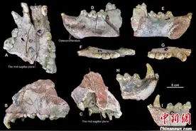 200万年前短吻硕鬣狗是欧洲土著？最新研究说“不”图片