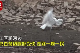 受伤白鹭遇好心钓鱼大爷，每天都来他身边讨鱼吃，大爷：一天至少30条图片