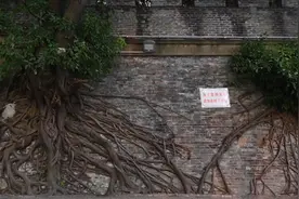 南宁榕树撑裂清代城墙部分墙体，市政园林局：有专人监测暂无隐患视频封面