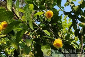 上思：金花茶盛开 农民增收笑开颜图片