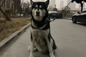 山东滨州一阿拉斯加犬咬伤他人鼻子，警方：犬主被罚款，犬只收容图片