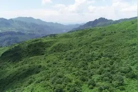 昭通盐津：精准发力“摇钱竹”助致富增收图片