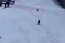 男子滑雪时遭棕熊追逐，围观游客吹口哨提醒：不要回头看！视频封面