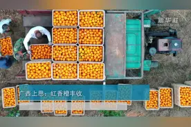 广西上思：红香橙丰收视频封面