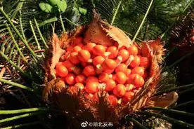 提醒！武汉俩大妈食用铁树果中毒图片