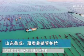 山东荣成：藻类养殖管护忙视频封面