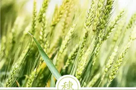聆听汉字之美：《花草字传》，了解“穗”图片