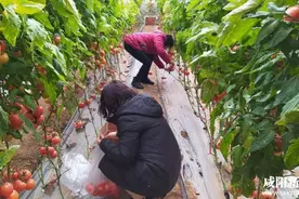 泾阳白家村大棚西红柿成熟上市图片