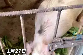 临沂男子回家探亲，离别时爸妈送了头300斤活猪​，网友：太朴实了图片