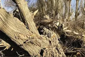公益还是私利？敦煌毁林案：当地政府与媒体们的一场攻防较量图片