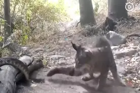 山猫大战响尾蛇！僵持中山猫一发狠招瞬间秒杀，罕见画面曝光图片