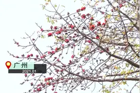 腊月还没过去 广州木棉花却提前开了视频封面