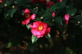 茶梅芬芳满园香，但茶梅≠山茶哟图片