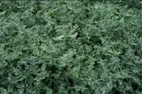 菊苣、球茎茴香、冰菜等特菜上市，丰富首都春节市场图片
