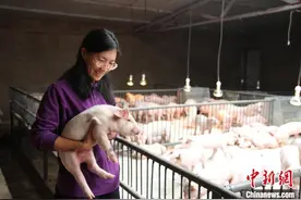 内蒙古女人大代表返乡创业 用“锁阳猪”闯出新天地图片