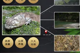 这道美食，你品尝过吗？图片