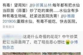 吃了一盘自家种的“蒜苗”后中毒！专家：含有多种有毒生物碱图片