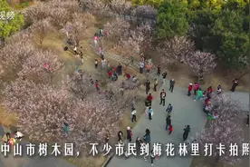 图集｜繁花似锦引客来，中山树木园大片梅花绽放图片