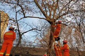 暖心！小猫被困7米高树上 西咸消防搭梯子救下图片