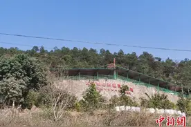 中越边境咖啡树结出“幸福果”图片