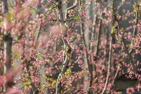 桃花灼灼 探冬日大棚里的“春光”图片