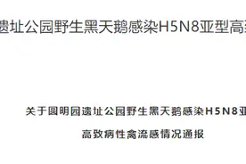 北京海淀昨夜通报野生天鹅禽流感疫情：仅在局地发生，且已有效控制图片