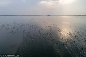 江苏淮安：碧水蓝天下 起舞弄清影图片