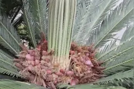 铁树开花还结出板栗状果实 大妈忍不住尝鲜…中毒了！视频封面