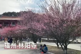 福州：千年古寺进入最美梅花季视频封面