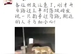 北京门头沟山区发现豹子？专家：照片中的应为摄于高原的雪豹图片