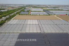 蔬菜改变中国丨一粒种子引发“绿色革命”“蔬菜大王”王乐义揭秘冬暖式大棚的诞生图片