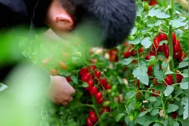 蔬菜改变中国丨寿光80后硕士回乡种番茄 缘何坚持试种7年才上市图片