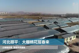 河北顺平：大棚桃花报春来视频封面