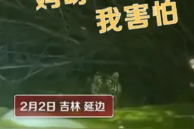 不敢动！吉林女子下班途中偶遇野生东北虎，对视几秒后直呼害怕图片