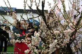 北京长城脚下展梅花图片