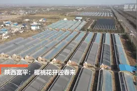 陕西富平：樱桃花开迎春来视频封面