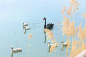 47秒｜21只黑天鹅宝宝陆续降生！滕州微山湖红荷湿地黑天鹅喜添新丁图片