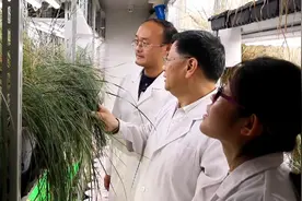 山东科研团队找到小麦“癌症”克星 成果入选中国十大科技进展图片