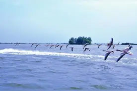 盐城盐都倾力打造新洋港（蟒蛇河）沿线生态景观图片