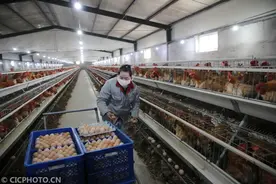江苏泰州：立春炕孵忙图片