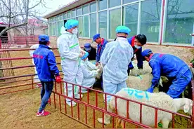 乡村兽医去哪儿了？有证的多到城里看宠物去了图片