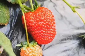 新春走基层丨河北宁晋：大棚草莓熟 果农乐开怀视频封面