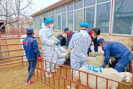 乡村兽医去哪儿了？有证的多到城里给宠物看病去了图片