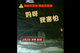 “妈呀我害怕！”女子下班途中偶遇东北虎，网友：好险图片