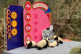最萌“汤圆”来了！成都熊猫基地2020级幼仔集体拜年啦图片