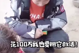 家里过年杀鸡，10岁男孩崩溃大哭：花100万也要把鸡救活图片