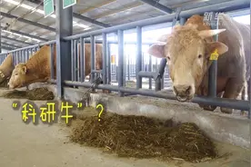河南泌阳的“牛”经济视频封面