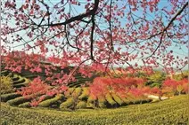 浪漫春日 樱花绽放图片